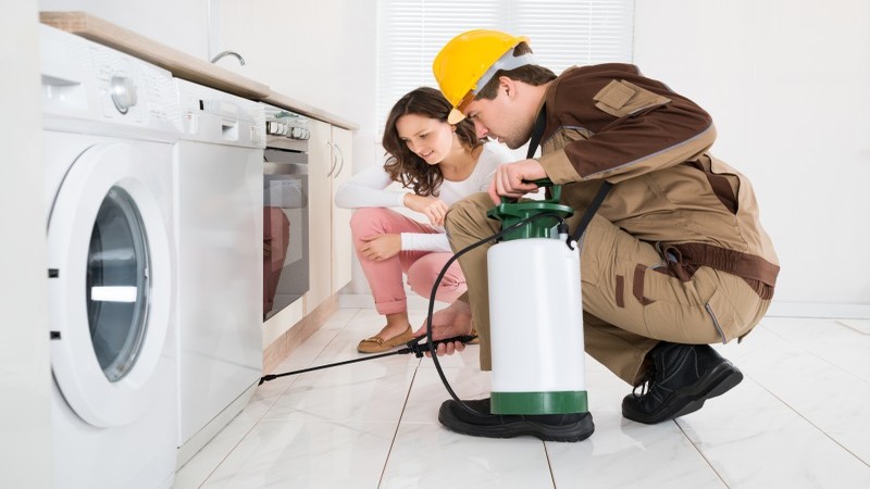 Pest-Free Living Starts Here – Expert Pest Extermination in Morristown, TN