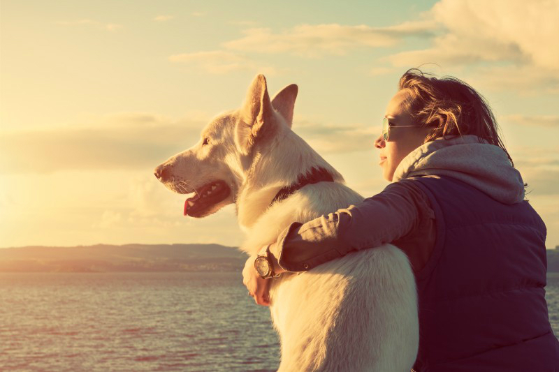 3 Tips to Help You Find Good Pet Boarding Services in Manhattan