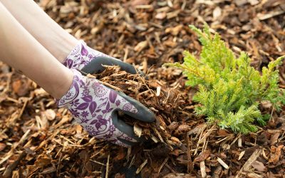 Improve your lawn health with expert weed control company Huntsville, AL services today