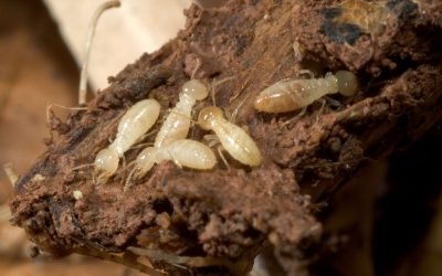 Protect Your Adelaide Home with Effective Termite Treatment Adelaide Solutions Today