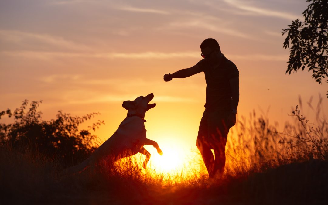 Leash Training for Puppies: How to Establish Good Walking Habits Early