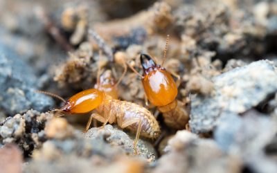 Prevent Home Damage with Effective Termite Control Cedar Grove NJ Solutions for Families